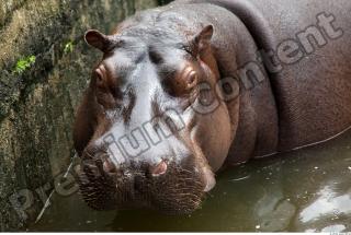 Hippo 0047